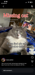 Lost Male Cat last seen Byron center and 44th, Wyoming, MI 49519
