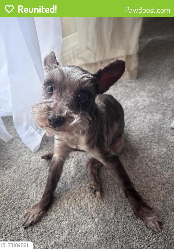 Reunited Female Dog last seen Daniel Goldfarb elementary school, Las Vegas, NV 89142