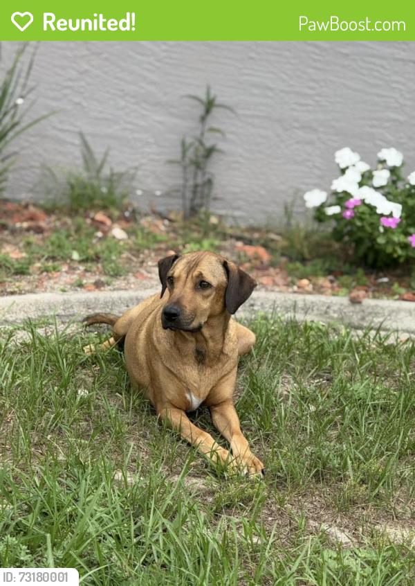 Reunited Male Dog last seen Dothan and Firefly, Spring Hill, FL 34609