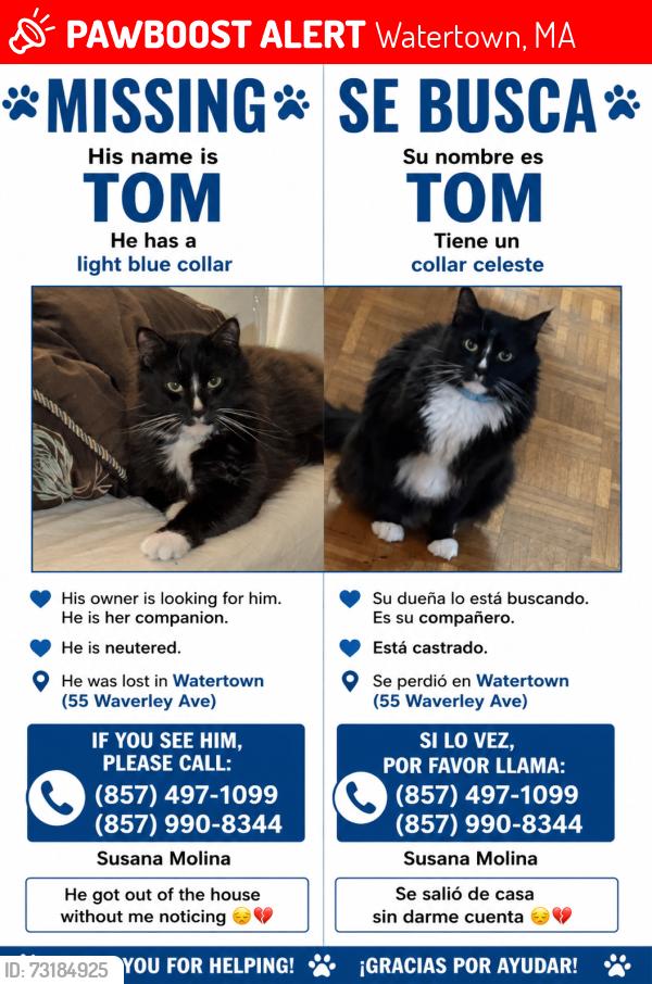 Lost Male Cat last seen Near, Watertown, MA 02472
