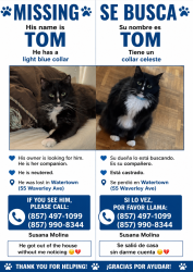 Lost Male Cat last seen Near, Watertown, MA 02472
