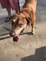 Found/Stray Male Dog last seen 33rd Ave. N and Park st., St. Petersburg, FL 33710