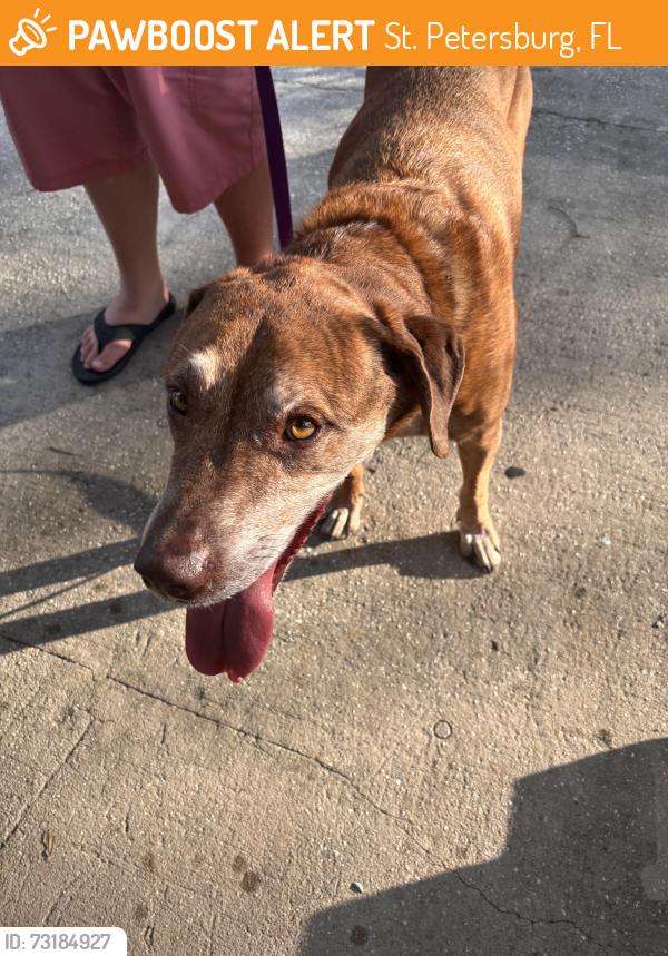 Found/Stray Male Dog last seen 33rd Ave. N and Park st., St. Petersburg, FL 33710