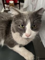 Lost Male Cat last seen kingston road by the korean church, San Antonio, TX 78218