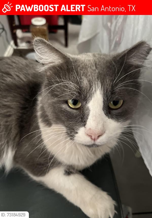 Lost Male Cat last seen kingston road by the korean church, San Antonio, TX 78218