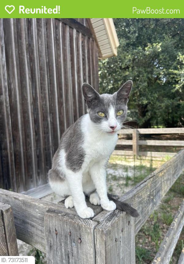 Reunited Female Cat last seen 2nd Texas Rod, Dorchester County, SC 29477