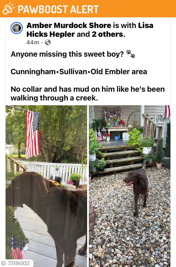 Found/Stray Unknown Dog last seen Off of Sullivan, Davidson County, NC 27360