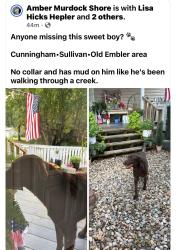 Found/Stray Unknown Dog last seen Off of Sullivan, Davidson County, NC 27360