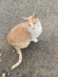 Lost Male Cat last seen Hauser hill farms, Old Bridge, NJ 07747