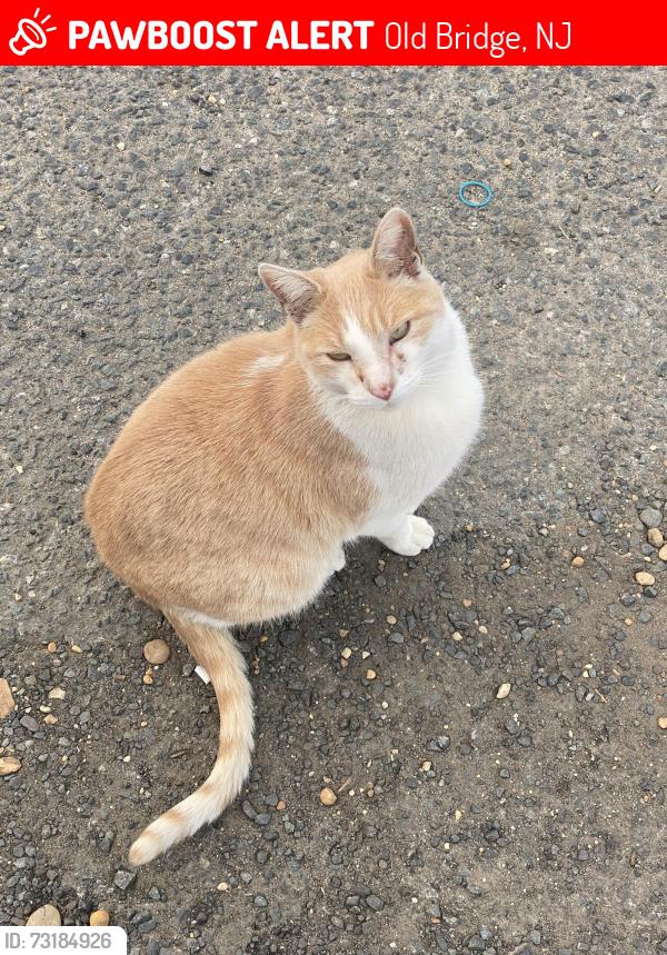 Lost Male Cat last seen Hauser hill farms, Old Bridge, NJ 07747