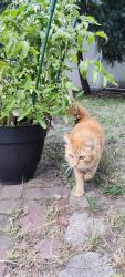 Reunited Female Cat last seen Pleasant St & Chestnut St, Cambridge MA (near Trader Joe's and Microcenter), Cambridge, MA 02139