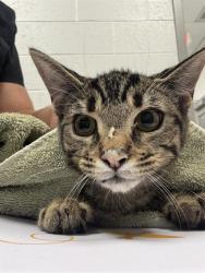 Shelter Stray Male Cat last seen Near, 2600 S Harding St, Indianapolis, IN 46221, USA