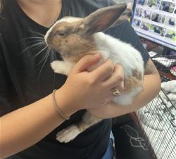 Shelter Stray Male Other last seen LOMITA DR AND ENCINA, 333 Chandler Pl, San Bernardino, CA 92408, USA
