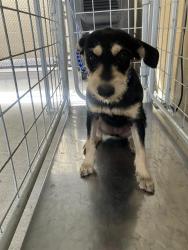 Shelter Stray Female Dog last seen Near BLK MC DONALD WY BAKERSFIELD,CA, 201 S Mt Vernon Ave, Bakersfield, CA 93307, USA