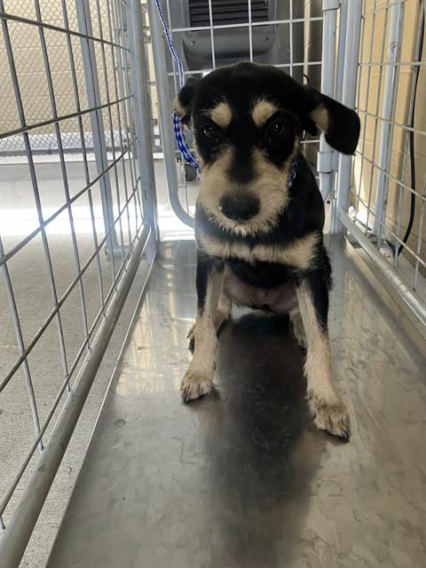 Shelter Stray Female Dog last seen Near BLK MC DONALD WY BAKERSFIELD,CA, 201 S Mt Vernon Ave, Bakersfield, CA 93307, USA