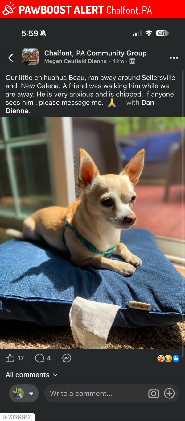 Lost Male Dog last seen By new galena and sellersville, Chalfont, PA 18914