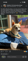 Lost Male Dog last seen By new galena and sellersville, Chalfont, PA 18914