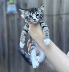 Shelter Stray Female Cat last seen LUNA NUEVO ST & CARROLL AVE, 2127 Front St, Sacramento, CA 95818, USA