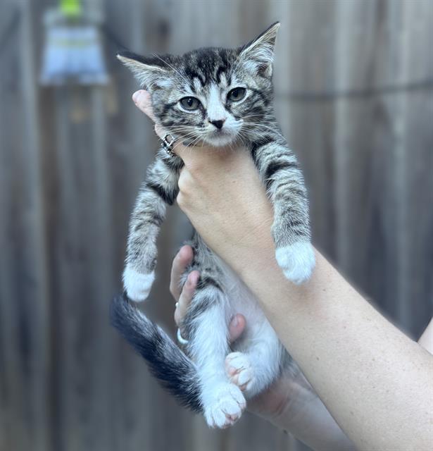 Shelter Stray Female Cat last seen LUNA NUEVO ST & CARROLL AVE, 2127 Front St, Sacramento, CA 95818, USA