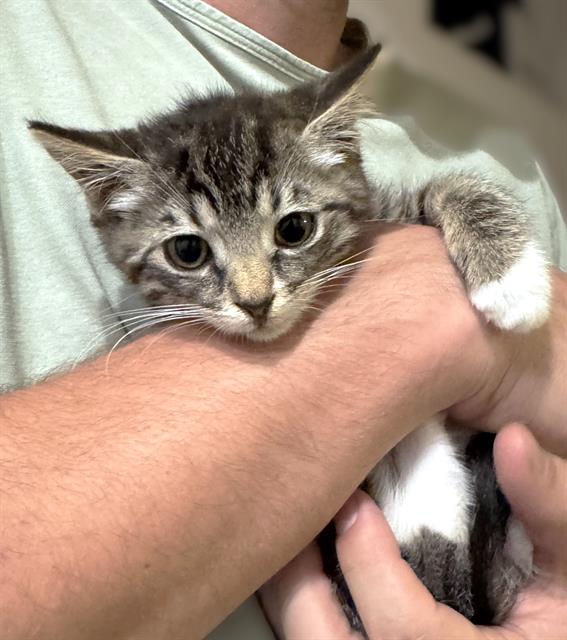 Shelter Stray Female Cat last seen LUNA NUEVO ST & CARROLL AVE, 2127 Front St, Sacramento, CA 95818, USA