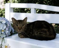 Shelter Stray Female Cat last seen , 957 N Gaffey St, San Pedro, CA 90731, USA