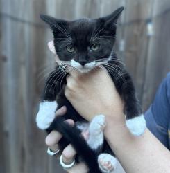 Shelter Stray Female Cat last seen LUNA NUEVO ST & CARROLL AVE, 2127 Front St, Sacramento, CA 95818, USA
