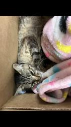 Shelter Stray Unknown Cat last seen Near BLOCK E 6TH ST, LONG BEACH CA, 7700 E Spring St, Long Beach, CA 90815, USA