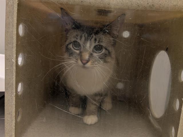 Shelter Stray Female Cat last seen Near BLOCK 218TH AVE NE, WOODINVILLE WA 98077, 21615 64th Ave S, Kent, WA 98032, USA