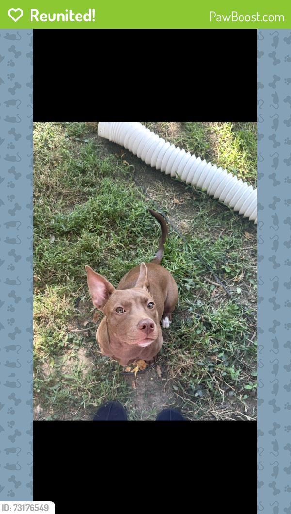 Reunited Female Dog last seen Rutledge rd, Louisville, KY 40258