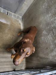 Shelter Stray Male Dog last seen , 14409 Vanowen St, Van Nuys, CA 91405, USA