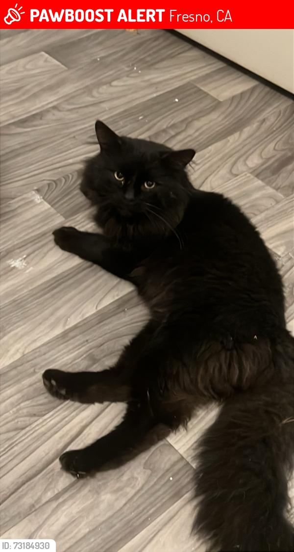 Lost Male Cat last seen W hedges Ave, Lafayette Ave, Fresno, CA 93728