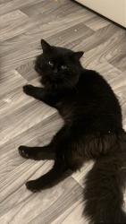 Lost Male Cat last seen W hedges Ave, Lafayette Ave, Fresno, CA 93728