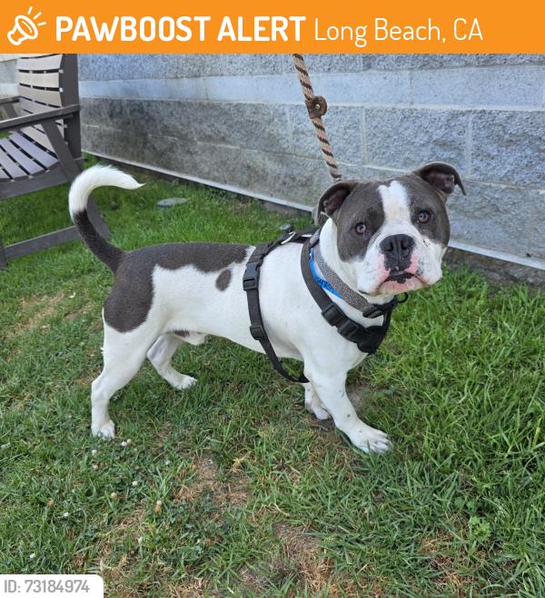Found/Stray Male Dog last seen Near Muriel Ave, Long Beach, CA 90805, Long Beach, CA 90805