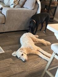 Lost Male Dog last seen NW 89th street and britton, Yukon, OK 73099
