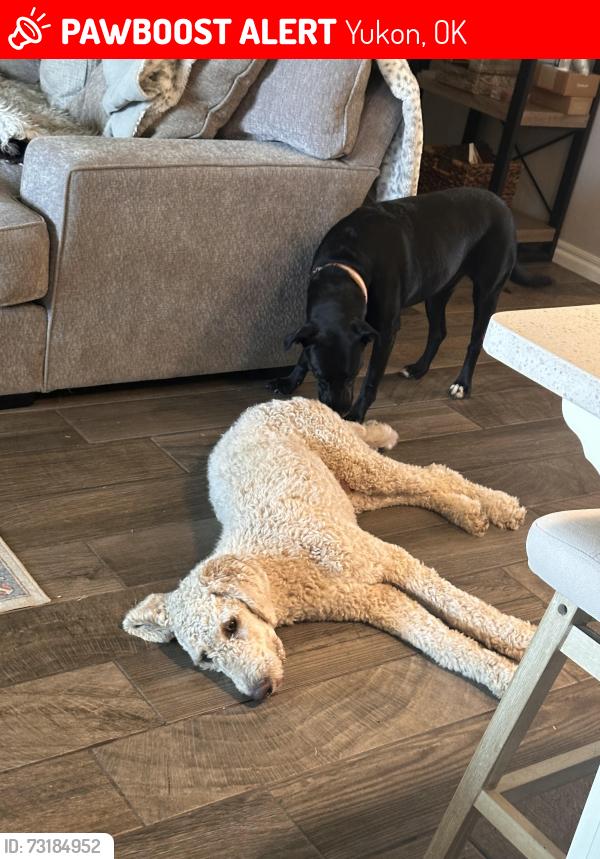 Lost Male Dog last seen NW 89th street and britton, Yukon, OK 73099