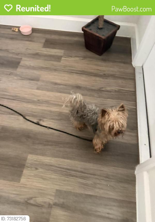Reunited Unknown Dog last seen Inglewood Dr, Rexwood Rd, Wildwood, FL 34785