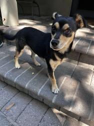 Found/Stray Female Dog last seen Near UOP, Stockton, CA 95204
