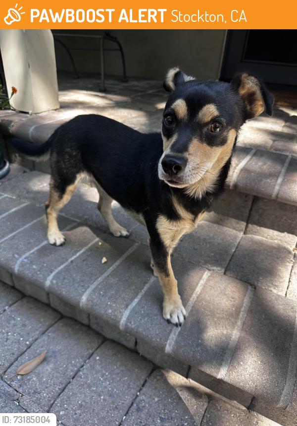 Found/Stray Female Dog last seen Near UOP, Stockton, CA 95204