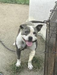 Lost Male Dog last seen Braile, Joy Road and Van Buren, Detroit, MI 48228
