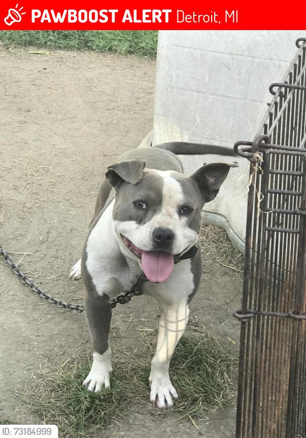 Lost Male Dog last seen Braile, Joy Road and Van Buren, Detroit, MI 48228