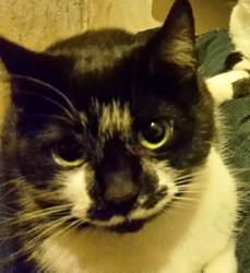 Reunited Female Cat last seen Jurby Avenue, Greater Manchester, England M9 6WQ