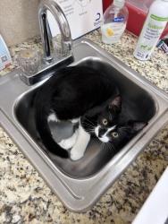Lost Male Cat last seen Arnold Mill Rd, Woodstock, GA 30188