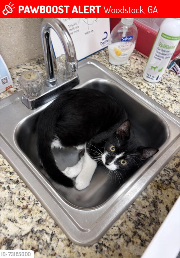 Lost Male Cat last seen Arnold Mill Rd, Woodstock, GA 30188