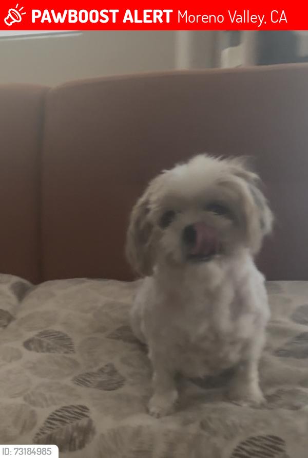 Lost Female Dog last seen Iris and Oliver, Moreno Valley, CA 92555