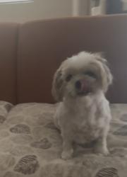 Lost Female Dog last seen Iris and Oliver, Moreno Valley, CA 92555