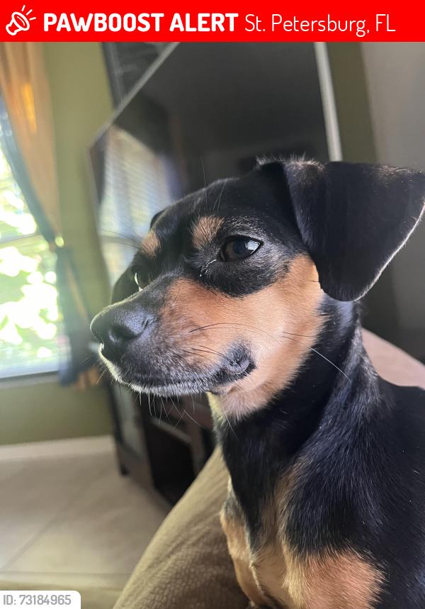 Lost Female Dog last seen Near, St. Petersburg, FL 33712