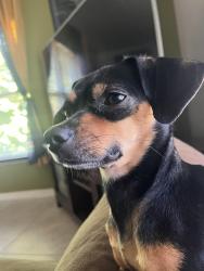 Lost Female Dog last seen Near, St. Petersburg, FL 33712