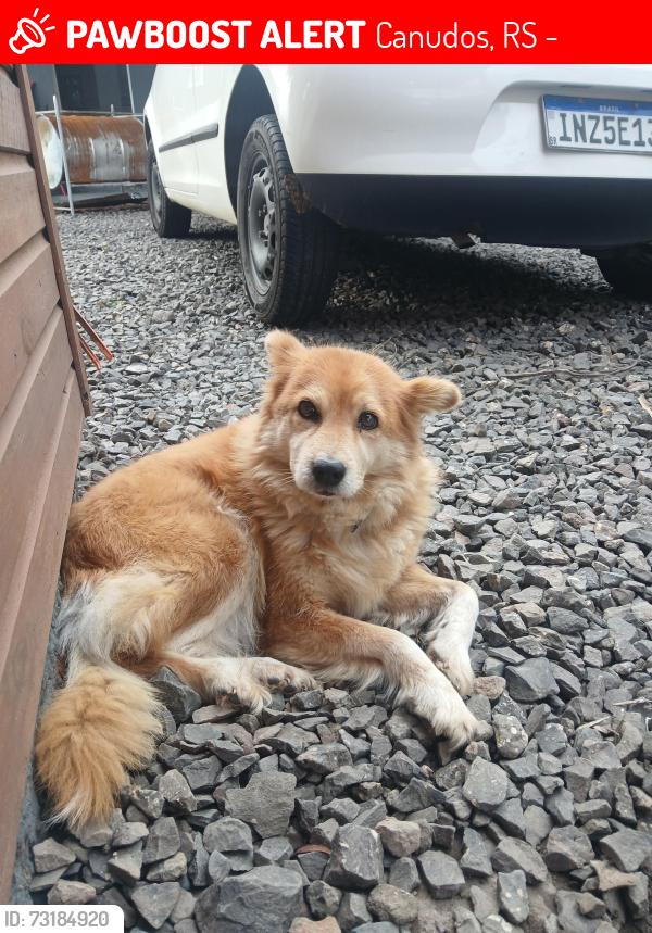Lost Female Dog last seen Cras canudos, icaro, Canudos, RS 93542-330