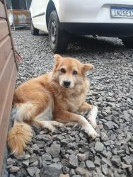 Lost Female Dog last seen Cras canudos, icaro, Canudos, RS 93542-330