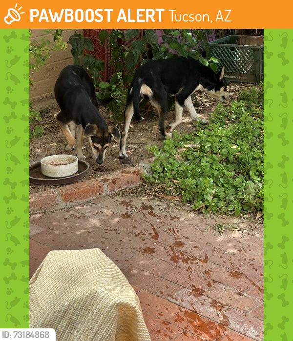 Found/Stray Unknown Dog last seen North Longfellow and Calle De Jardine - San Clamente Neighborhood, Tucson, AZ 85711